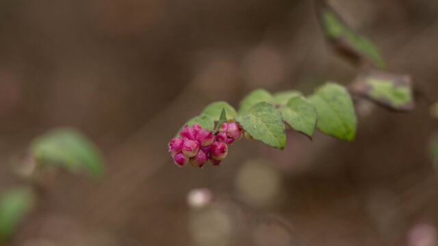 Bright Ripe Pink Fruits On A Branch