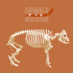 Pig Animals Skeletons orange