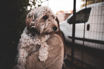 portrait mongrel dog