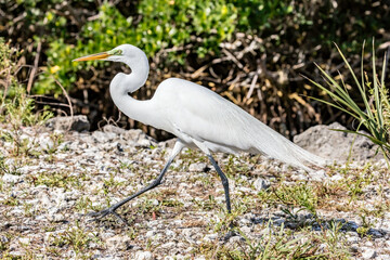 Great white egret walking in National Wildlife Refuge