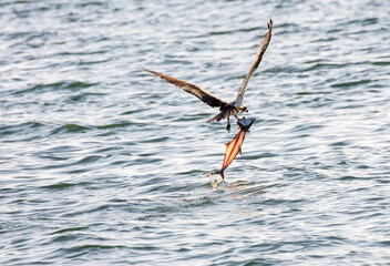 Osprey escapes with a big old fish