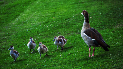 Small family of wild ducks