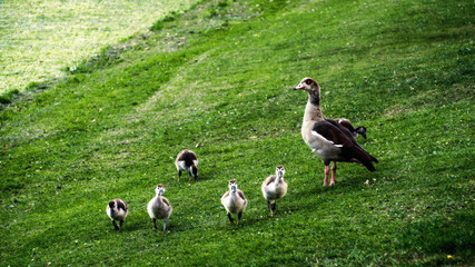 Small family of wild ducks