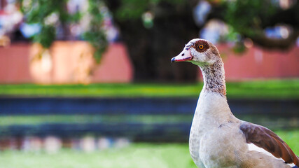 Small family of wild ducks