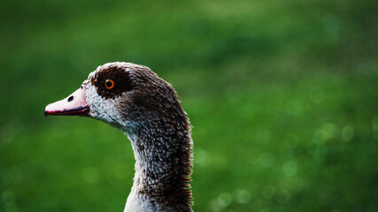 Small family of wild ducks
