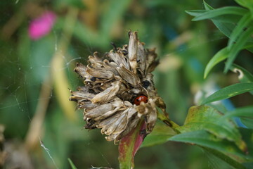 The hidden ladybug