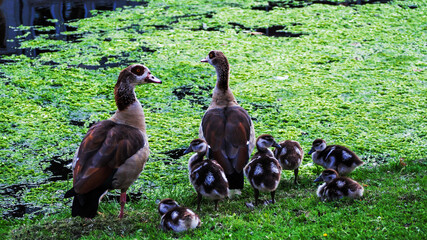 Small family of wild ducks