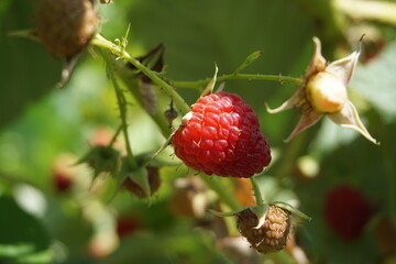 Small red wet fruits 