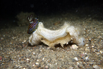 Tambja affinis Neosternschnecke auf einer Trichteralge