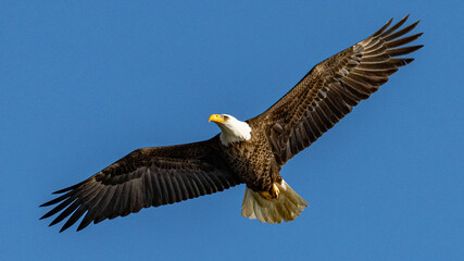 Fototapeta na wymiar Bald Eagle in flight