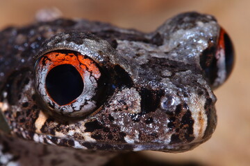 Detail of frog the Sarawak slender litter frog (Leptolalax gracilis) mysterious eye