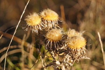 Dry flowers