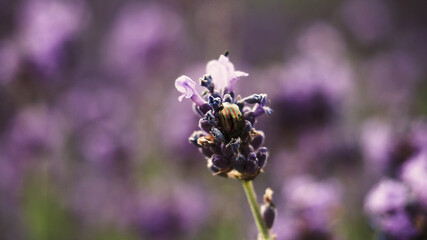 Colorful lavender field full of bees