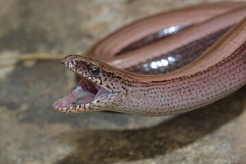 Biting male of slow worm reptile (Anguis fragilis)