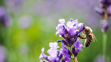 Colorful lavender field full of beesamazing, animal, aromatherapy, background, beautiful, beauty, bee, bees, bloom, blooming, blossom, blue, botany, bugs, closeup, color, colorful, field, floral, flow
