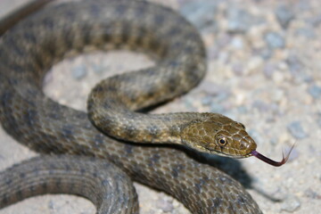 Dice snake (Natrix tessellata) with tongue out