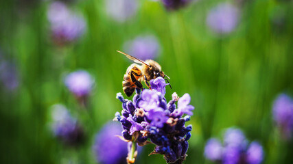 Colorful lavender field full of beesamazing, animal, aromatherapy, background, beautiful, beauty, bee, bees, bloom, blooming, blossom, blue, botany, bugs, closeup, color, colorful, field, floral, flow