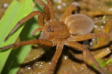 Fen raft spider (Dolomedes plantarius) male in a natural habitat