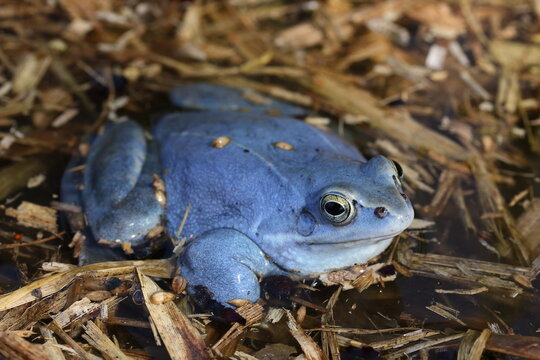 the blue male of moor frog (Rana arvalis) on water surface