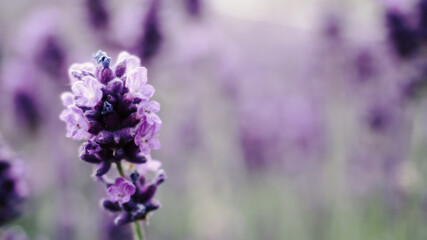 Colorful lavender field full of bees