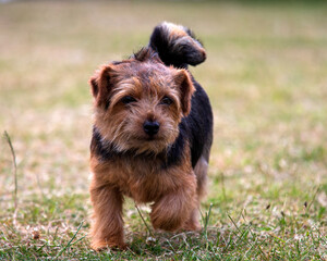 Norfolk Terrier
