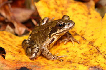 European brown frog (Rana temporaria) on autumn yellow leaf of maple