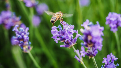 Colorful lavender field full of beesamazing, animal, aromatherapy, background, beautiful, beauty, bee, bees, bloom, blooming, blossom, blue, botany, bugs, closeup, color, colorful, field, floral, flow