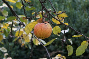 Ripe apple