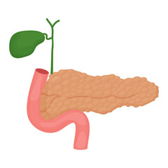 Pancreas human model, organ in cartoon style isolated on white background. Function, insulin system. Health care, education concept.