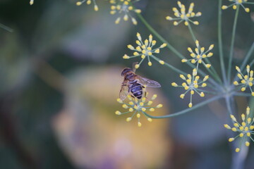 Fly on plant