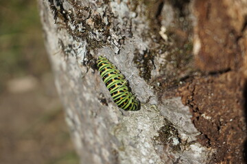 Green caterpillar