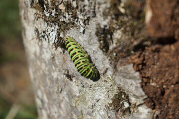 Green caterpillar