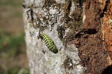 Green caterpillar