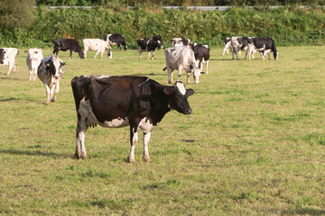 Holstein cows grazing in a field in Brittany
