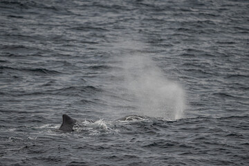 Blowing sperm whale in north Norway