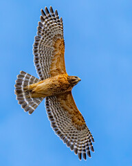 Red shouldered hawk in flight