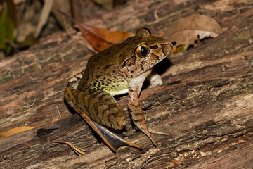Endangered Giant Barred Frog from Australia