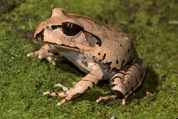 Close up of Australian Great Barred Frog