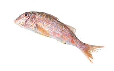 Fresh red mullet fish