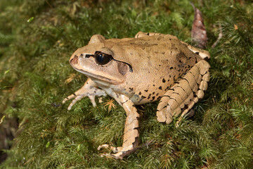 Close up of Australian Great Barred Frog