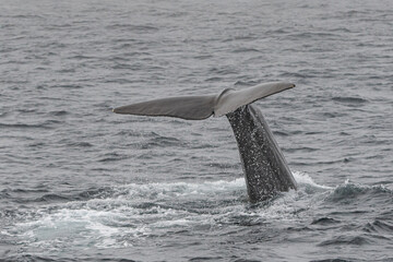 Fin of a sperm whale in north Norway