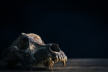 Ancient dog Skull wooden table, interior witch house moody shot
