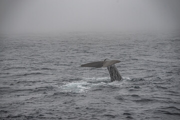 Fin of a sperm whale in north Norway