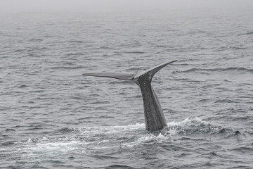 Fin of a sperm whale in north Norway