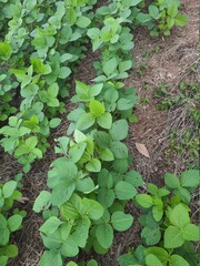 lettuce growing in the garden