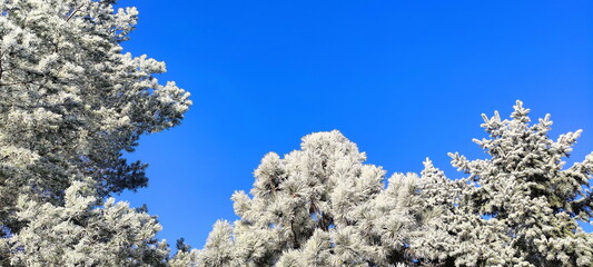 winter tree branches with white icing, blue sky, december morning frosts in nature, garden in winter, background
