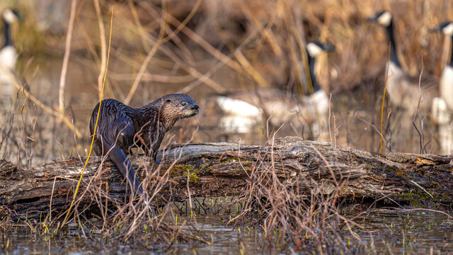 Cute Portrait Of A River Otter