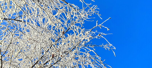 winter tree branches with white icing, blue sky, december morning frosts in nature, garden in winter, background