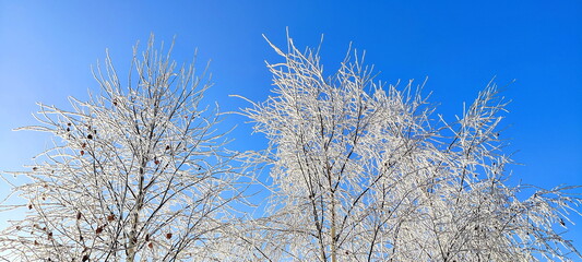 winter tree branches with white icing, blue sky, december morning frosts in nature, garden in winter, background