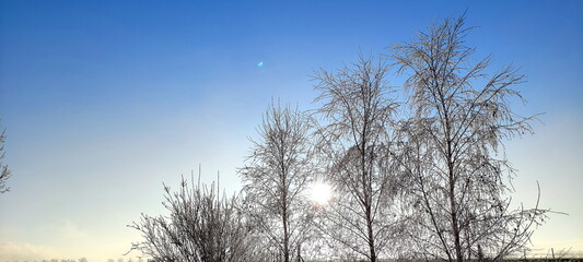 winter tree branches with white icing, blue sky, december morning frosts in nature, garden in winter, background